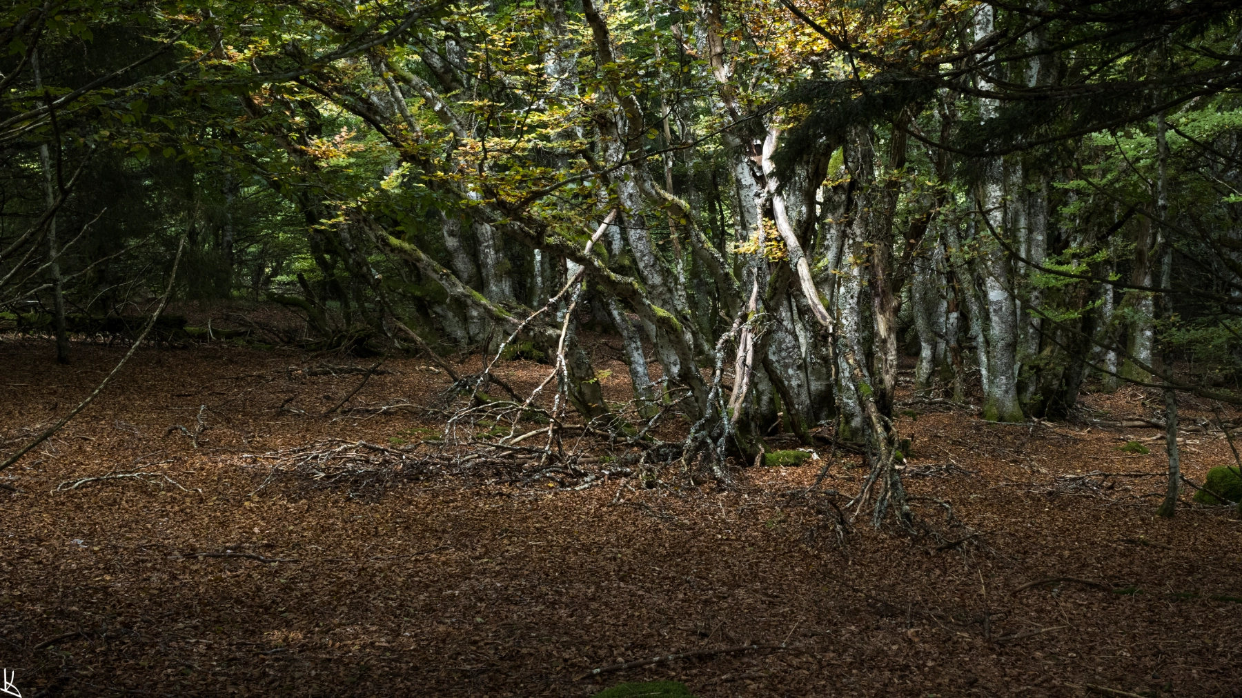 Forêt du Puy de Montchal